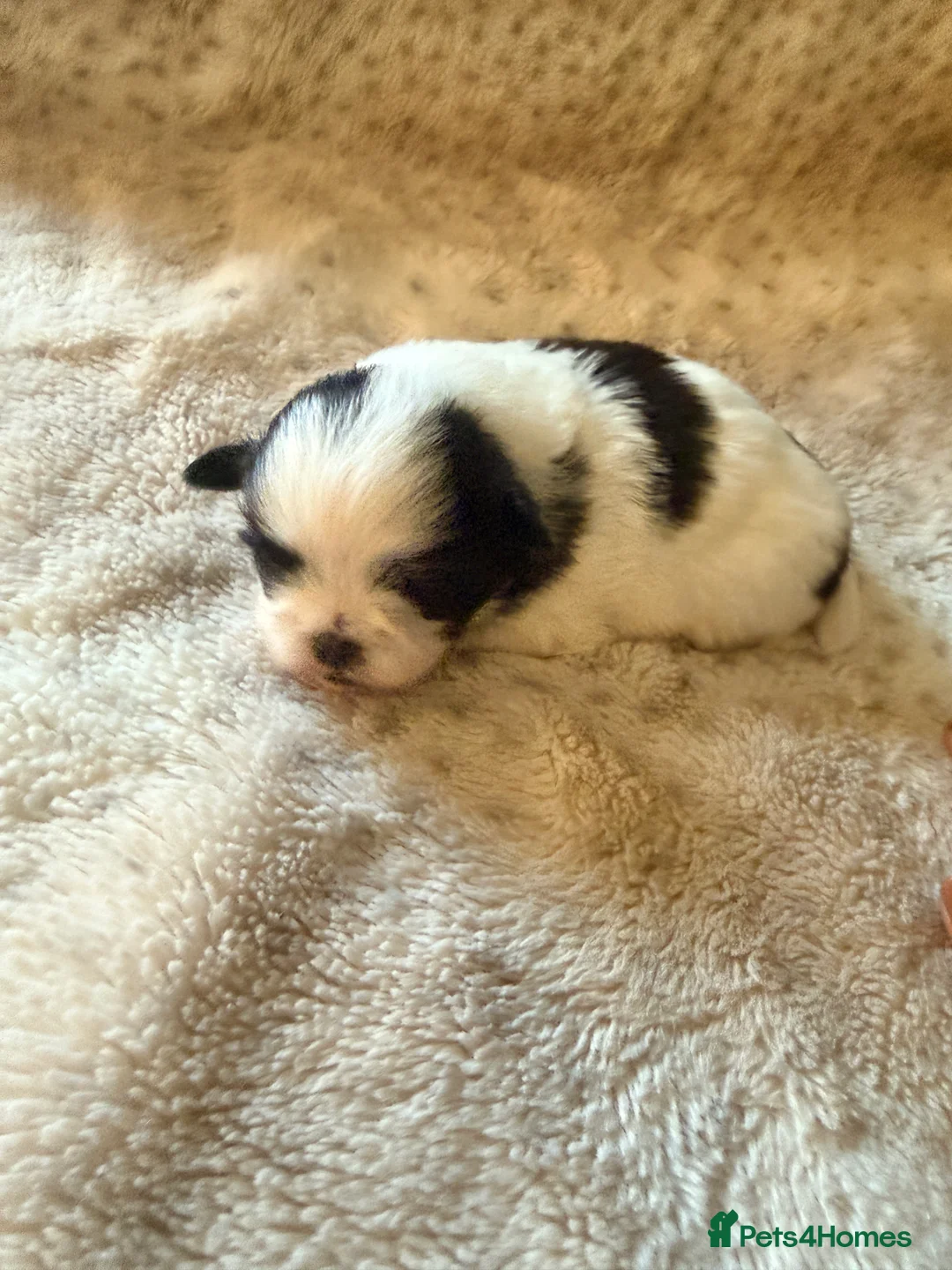 Mixed Breed dogs for sale: Shih tzu puppies - Advert 2