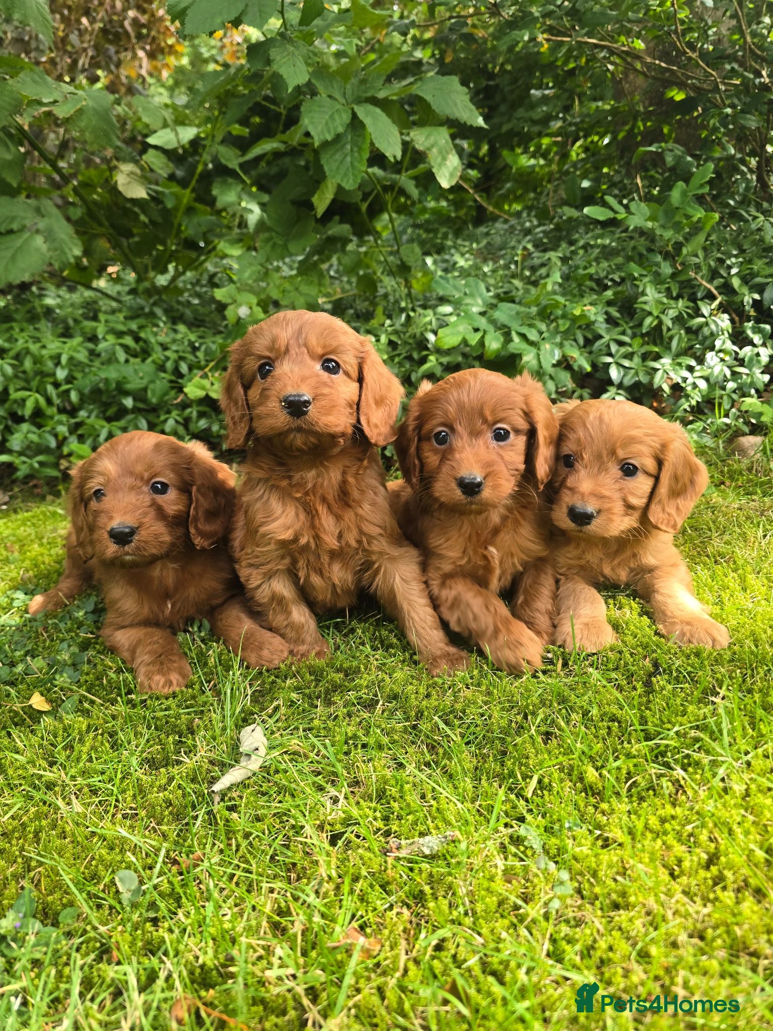 Cockapoo dogs F1 Fox red Miniature Cockapoo puppies - Advert 14