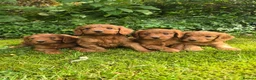 Cockapoo dogs for sale: F1 Fox red Miniature Cockapoo puppies in Preston - Advert 2