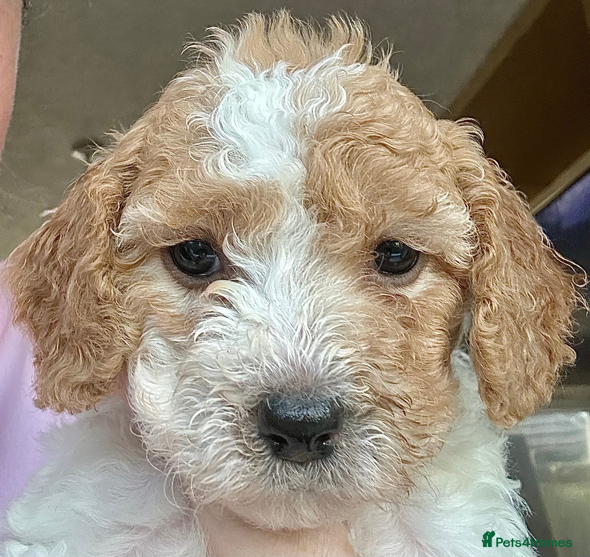 Cavapoochon dogs 🤩 Cavapoochon 😍 Rare Blaze & Teddy Bear Girls 🤩 - Advert 1