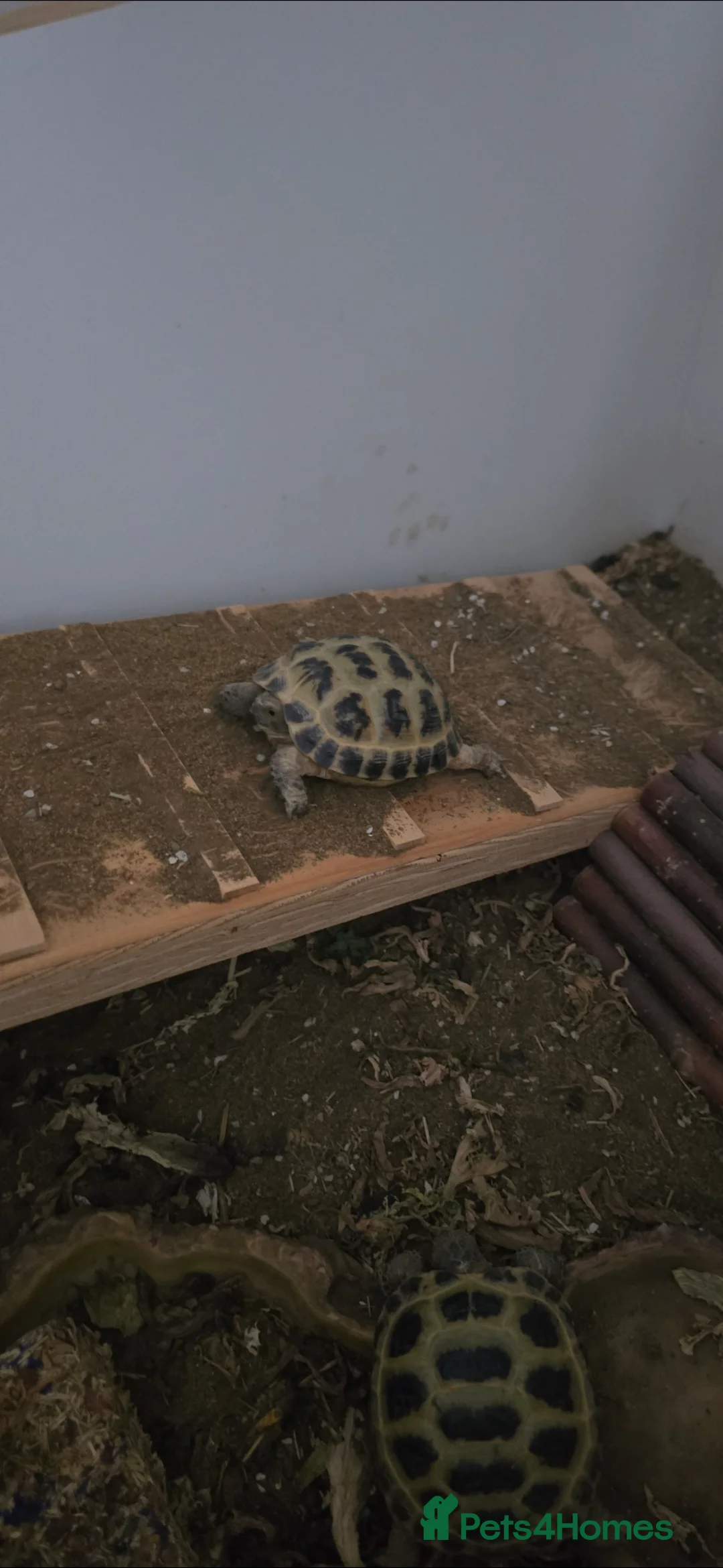 Tortoise reptiles for sale: 2 horsefair tortoise and full set up in Leicester - Advert 2