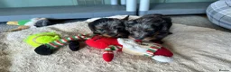 Doxiepoo dogs for sale: Stunning dachshund/poodle pups - Advert 6