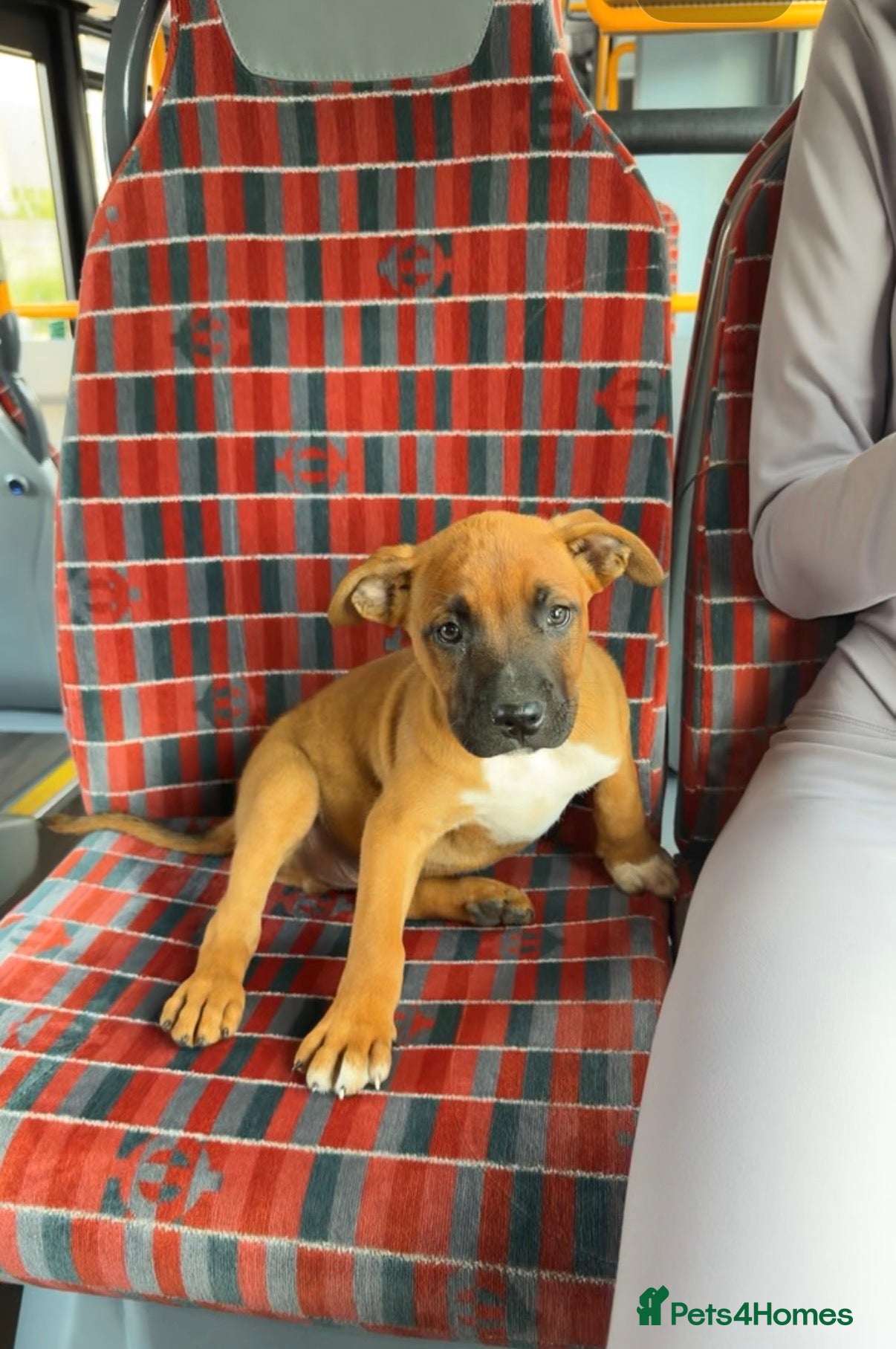 Belgian Shepherd Dog dogs URGENTLY NEED TO REHOME - Advert 1