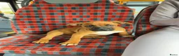 Belgian Shepherd Dog dogs for sale: URGENTLY NEED TO REHOME in London - Advert 1