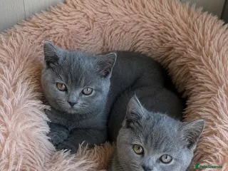 British Shorthair cats 🩷GCCF REGISTERED KITTENS💙 - Advert 4