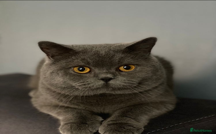 British Shorthair cats for sale - Advert 1