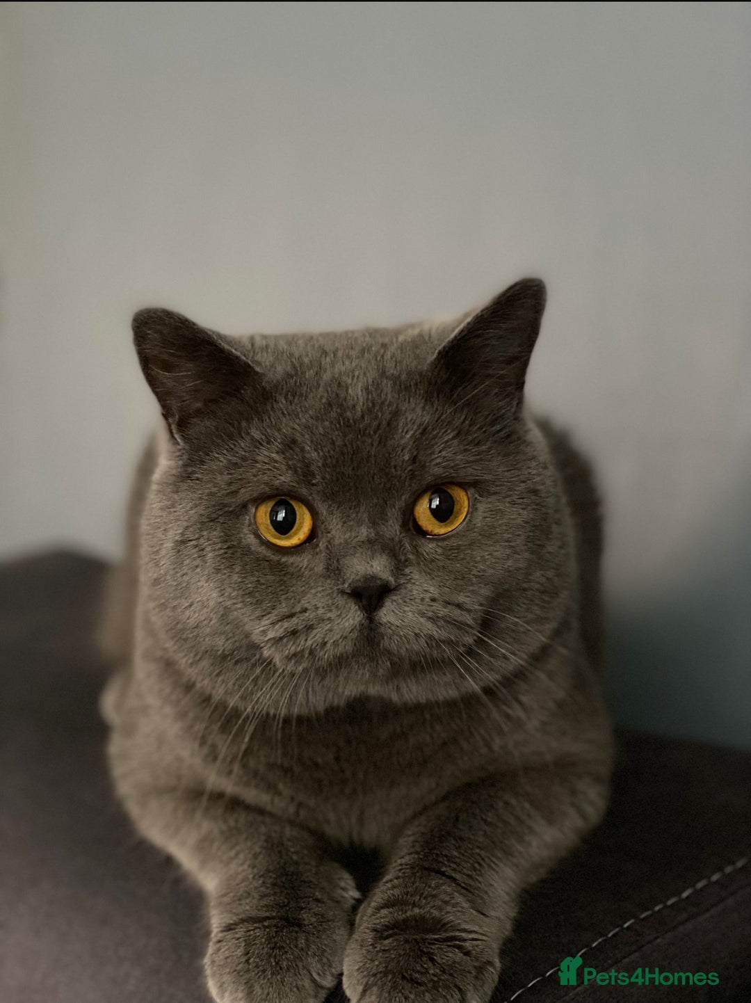 British Shorthair cats for sale: British short hair male - Image 1