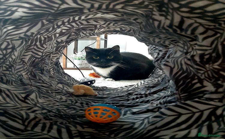 Domestic Shorthair cats - Advert 7