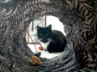 Domestic Shorthair cats - Advert 26