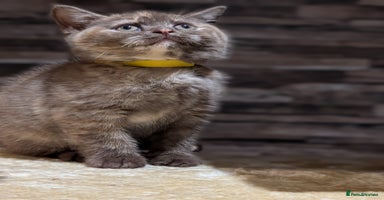 British Shorthair cats - Advert 9