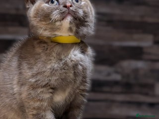 British Shorthair cats - Advert 34