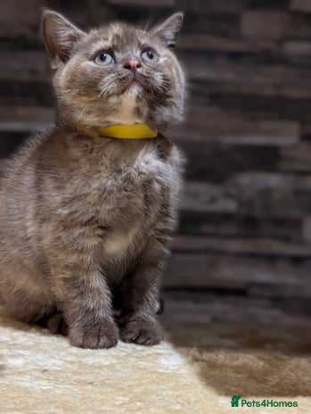 British Shorthair cats - Advert 4