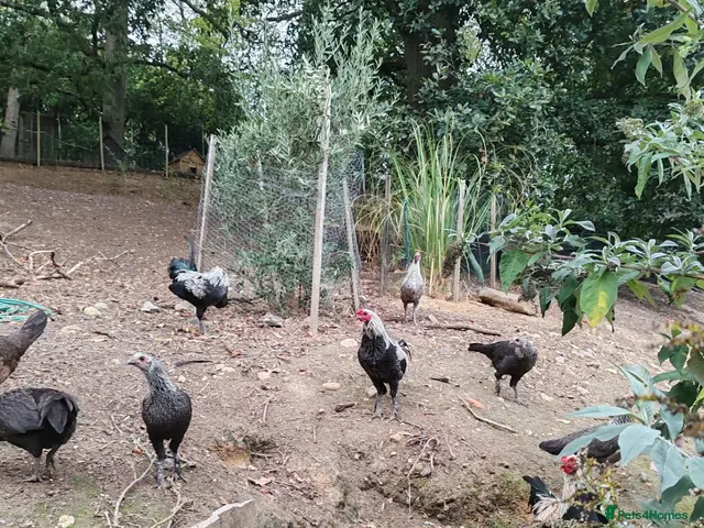 Chickens poultry Old English game cockrells - Advert 2
