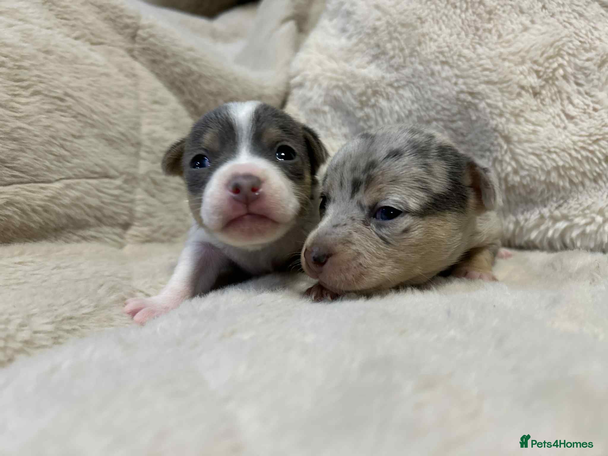 Jack Russell dogs DONJACKS PUPPIES ON THE WAY!! - Advert 1