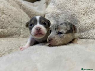 Jack Russell dogs DONJACKS PUPPIES ON THE WAY!! - Advert 2