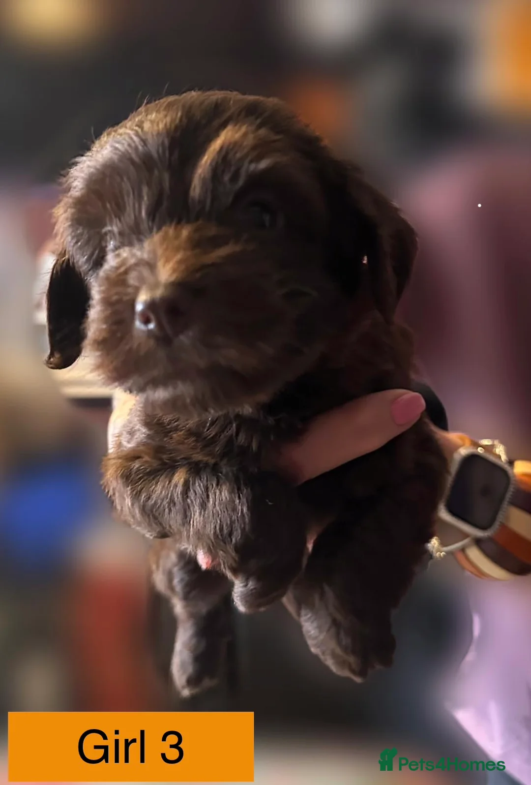 Mixed Breed dogs for sale: Airedale X Cockapoo  - Advert 11