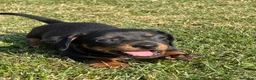 Dachshund dogs for sale: Lilac and tan dachshund puppies Black and Tan  in Canterbury - Advert 8