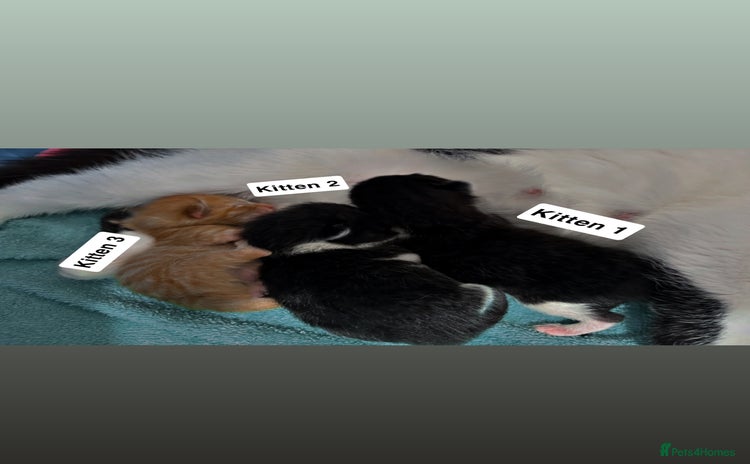 Mixed Breed cats - Advert 1