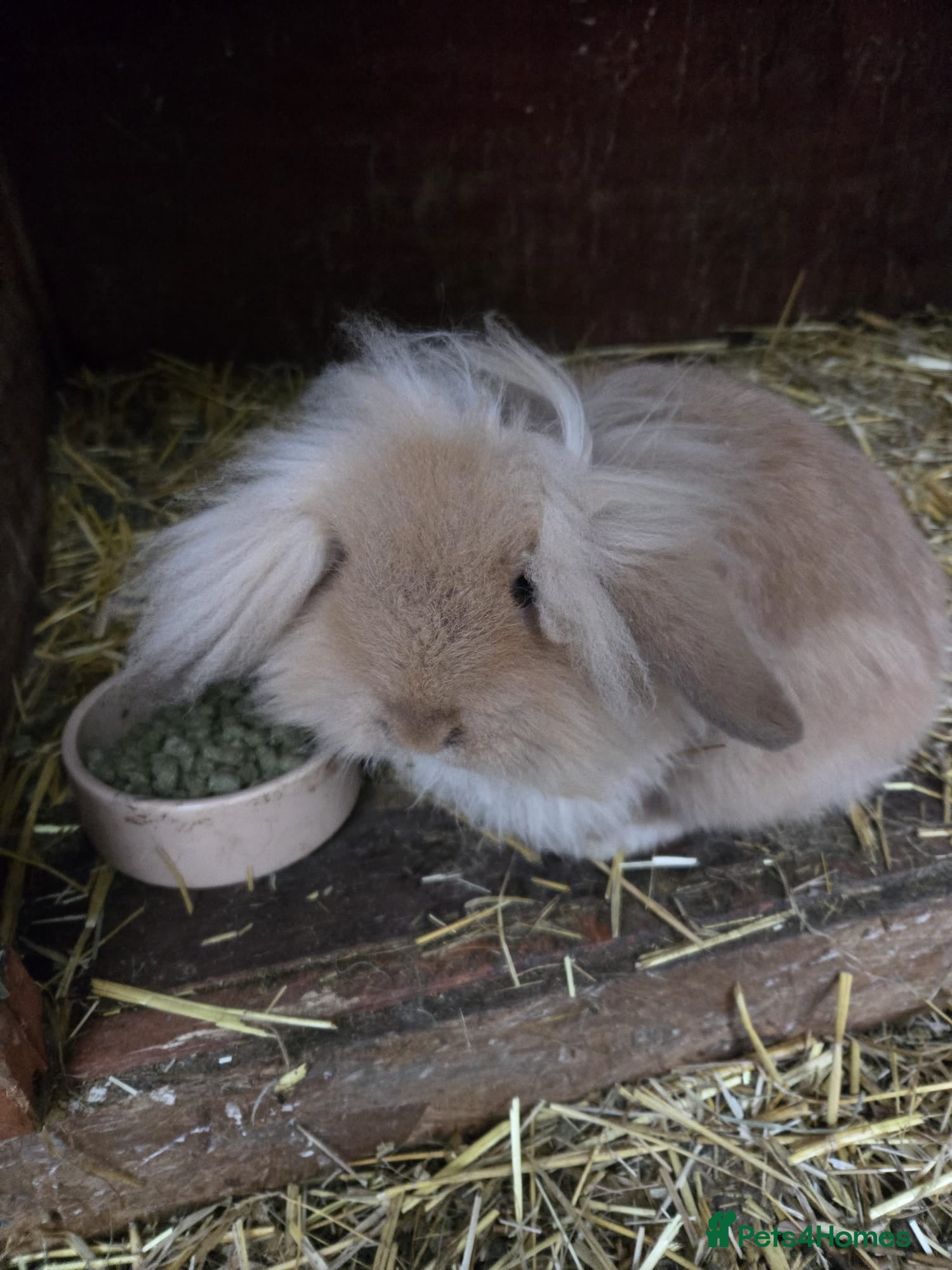 Mixed Breed rabbits Long haired boy rabbit for sale - Advert 22