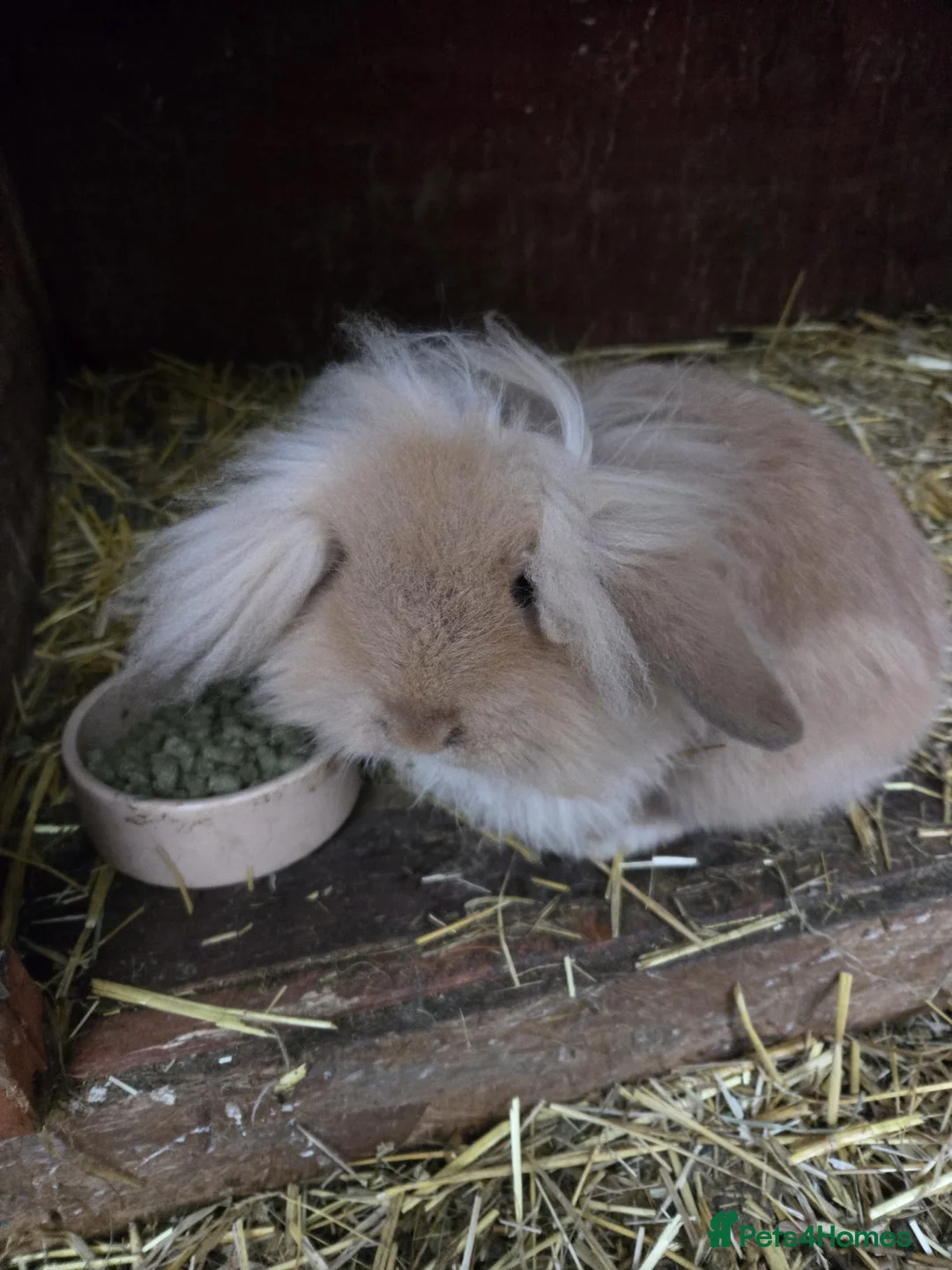 Mixed Breed rabbits for sale: Long haired boy rabbit for sale - Advert 1
