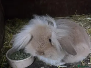 Mixed Breed rabbits Long haired boy rabbit for sale - Advert 22