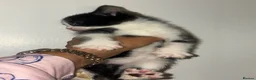 Mixed Breed cats for sale: British long haired mix breeds  - Advert 2