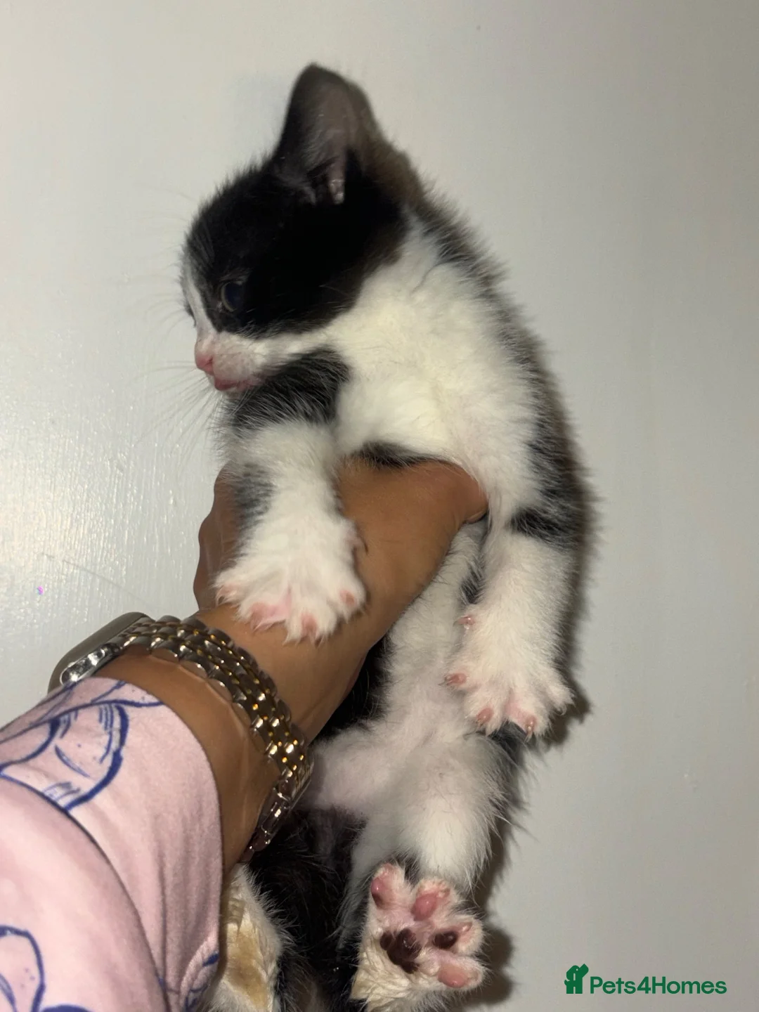 Mixed Breed cats for sale: British long haired mix breeds  - Advert 2