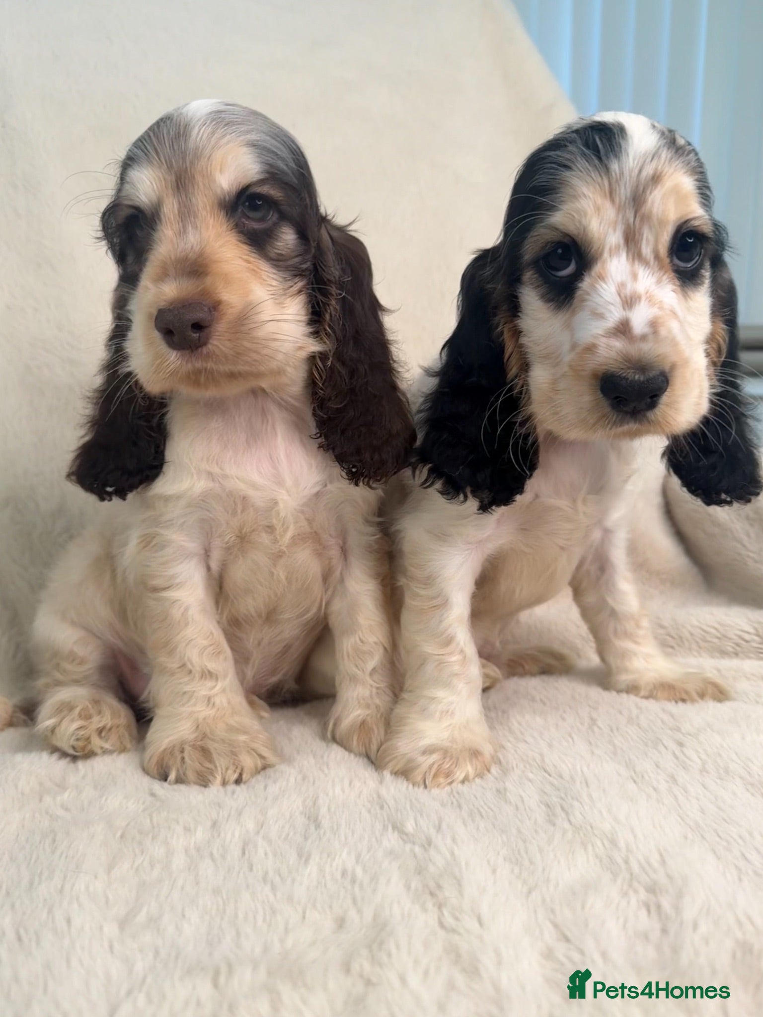 Cocker Spaniel dogs READY NOW KC SHOW COCKER SPANIELS  - Advert 1
