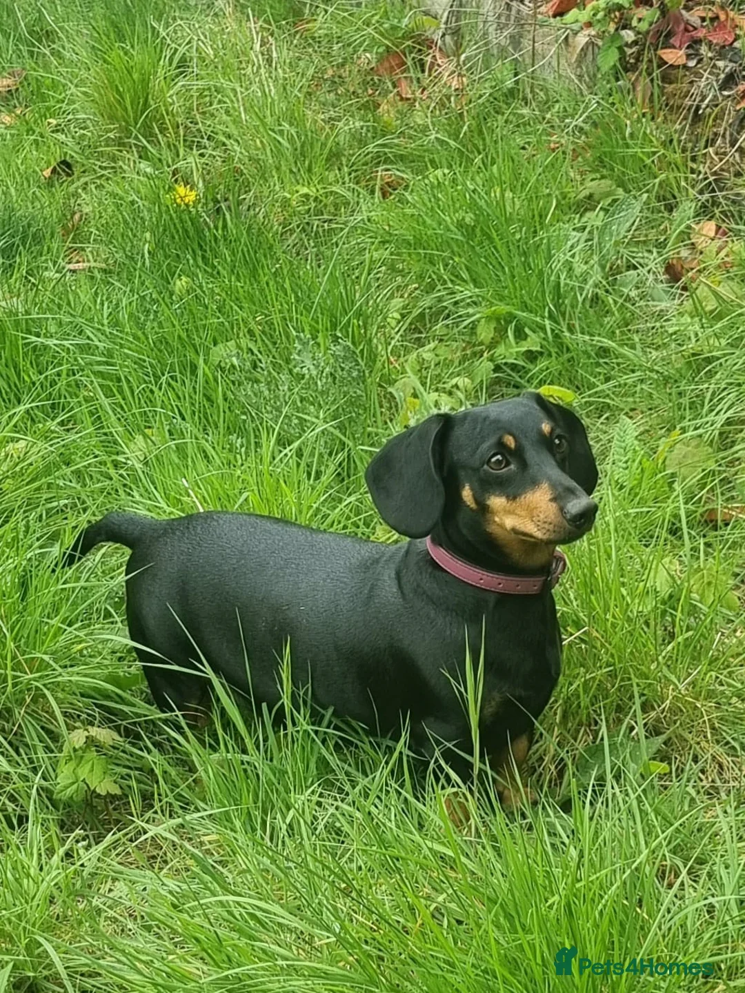 Dachshund dogs for sale: Outstanding Purebred Dachshunds: Health-Tested💎 - Advert 1