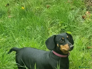 Dachshund dogs Outstanding Purebred Dachshunds: Health-Tested💎 - Advert 8