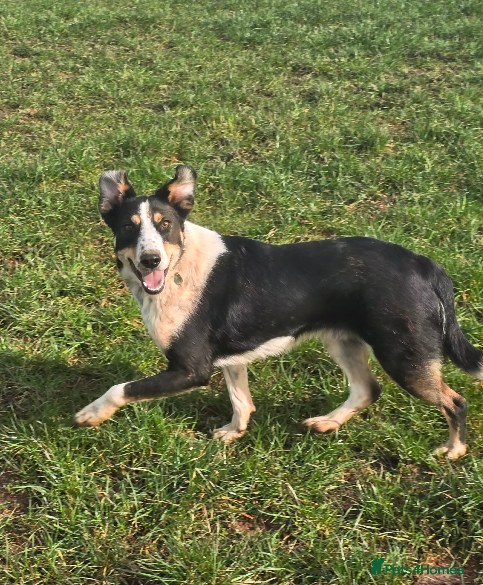 Mixed Breed dogs TOMMY - Advert 11