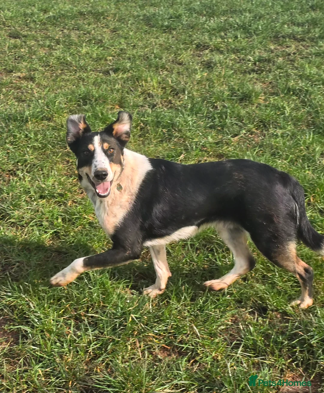 Mixed Breed dogs for adoption: TOMMY - Advert 1