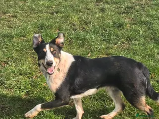 Mixed Breed dogs TOMMY - Advert 11