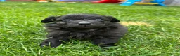 Mixed Breed dogs for sale: Adorable Doxiepoo x Pomeranian Puppies - Advert 14