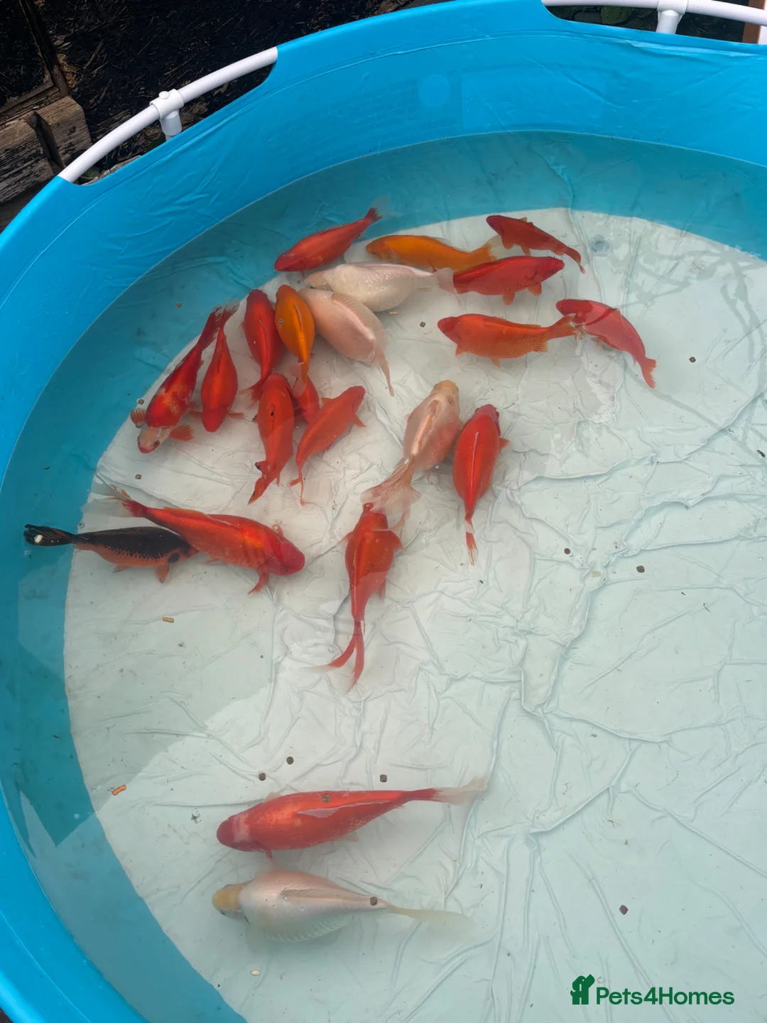 Fancy Goldfish fish for sale: Fancy gold fish for sale 🐟🎏 - Advert 2