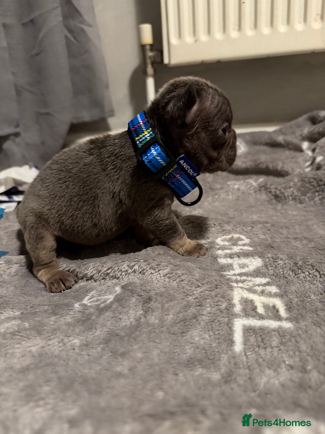 French Bulldog dogs for sale: French bulldog - Advert 12