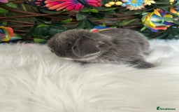 Mini Lop rabbits for sale: Pure Breed Mini lops  - Image 37