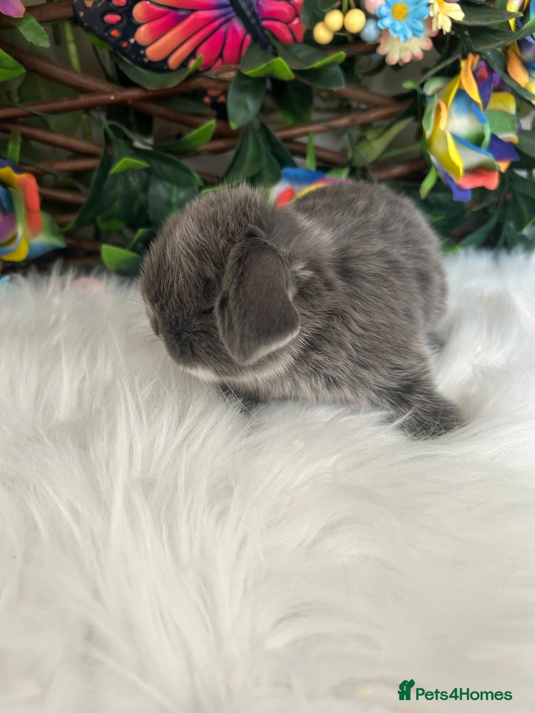 Mini Lop rabbits for sale: Pure Breed Mini lops  - Image 37