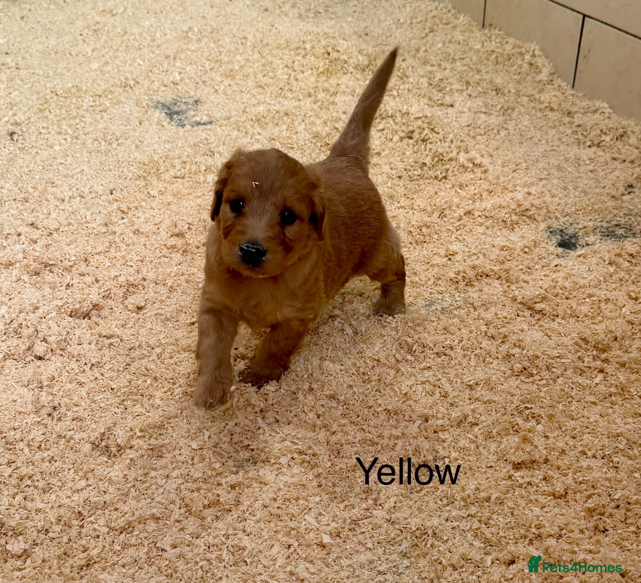 Labradoodle dogs Miniature Labradoodles frm licensed Exp breeder - Advert 2