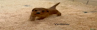 Labradoodle 6 yellow collar girl 