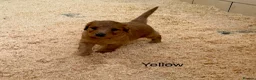 Labradoodle dogs for sale: Miniature Labradoodles frm licensed Exp breeder - Advert 23