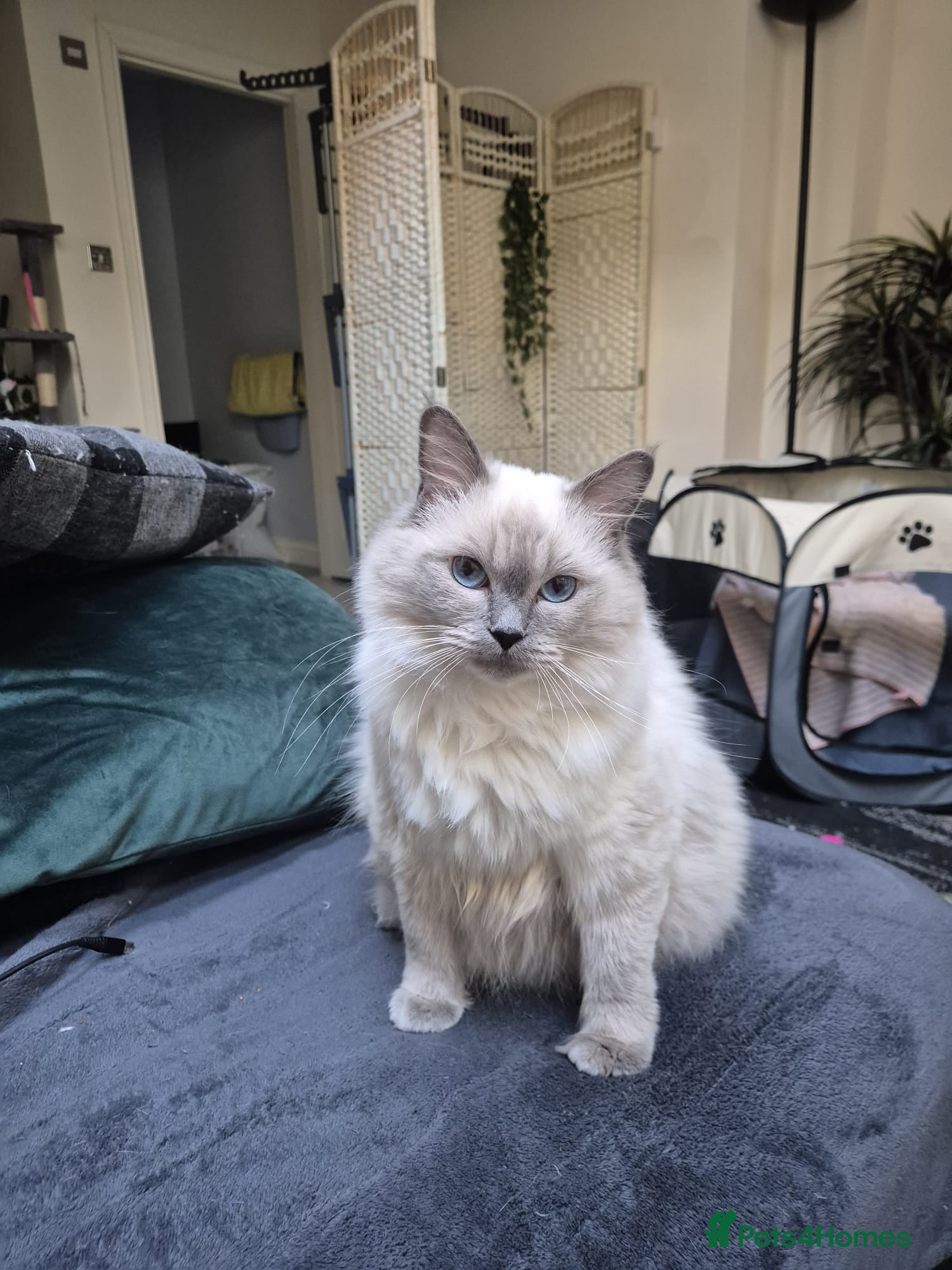 Ragdoll cats for sale: Beautiful Ragdoll Kittens Looking for Loving Homes - Advert 1