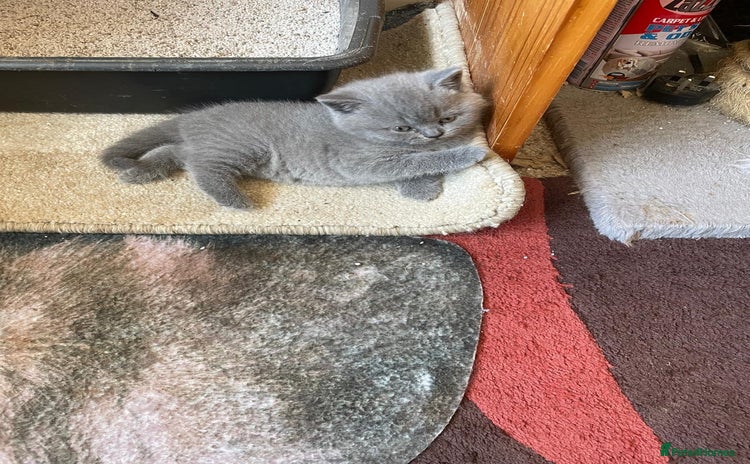 British Shorthair cats - Advert 4
