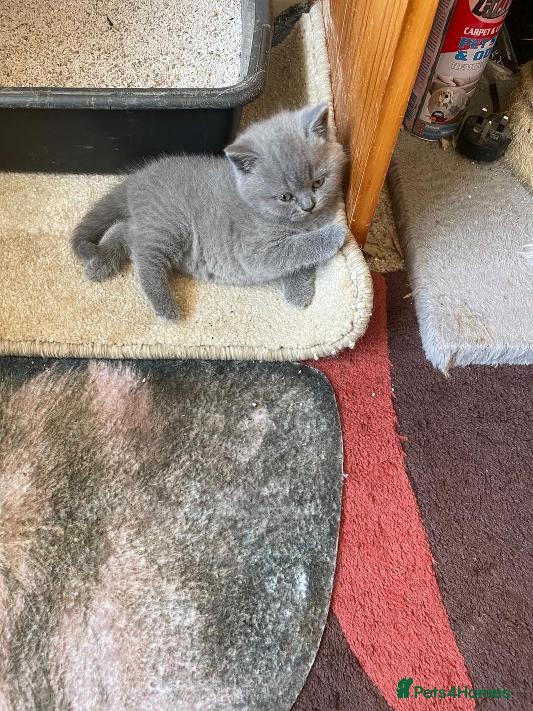 British Shorthair cats for sale: British Blue Shorthair Kittens - Image 1