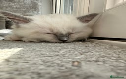 Ragdoll cats for sale: Ragdoll kitten boy, READY TO LEAVE in Bournemouth - Image 5