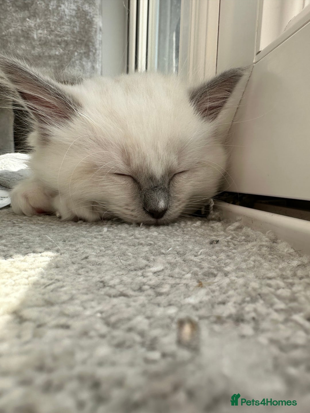 Ragdoll cats for sale: Ragdoll kitten boy, READY TO LEAVE in Bournemouth - Image 5