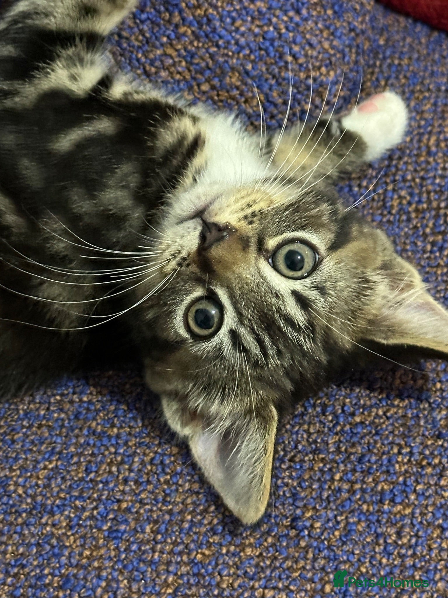 Domestic Shorthair cats cute Kittens Looking for Their Forever Homes 🐾 - Advert 2