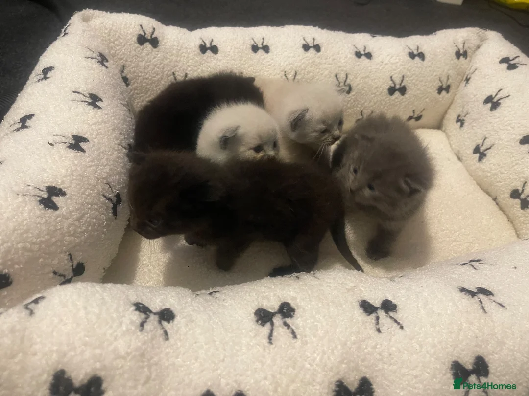 Ragdoll cats for sale: Mix litter of ragdoll x kittens - Advert 8