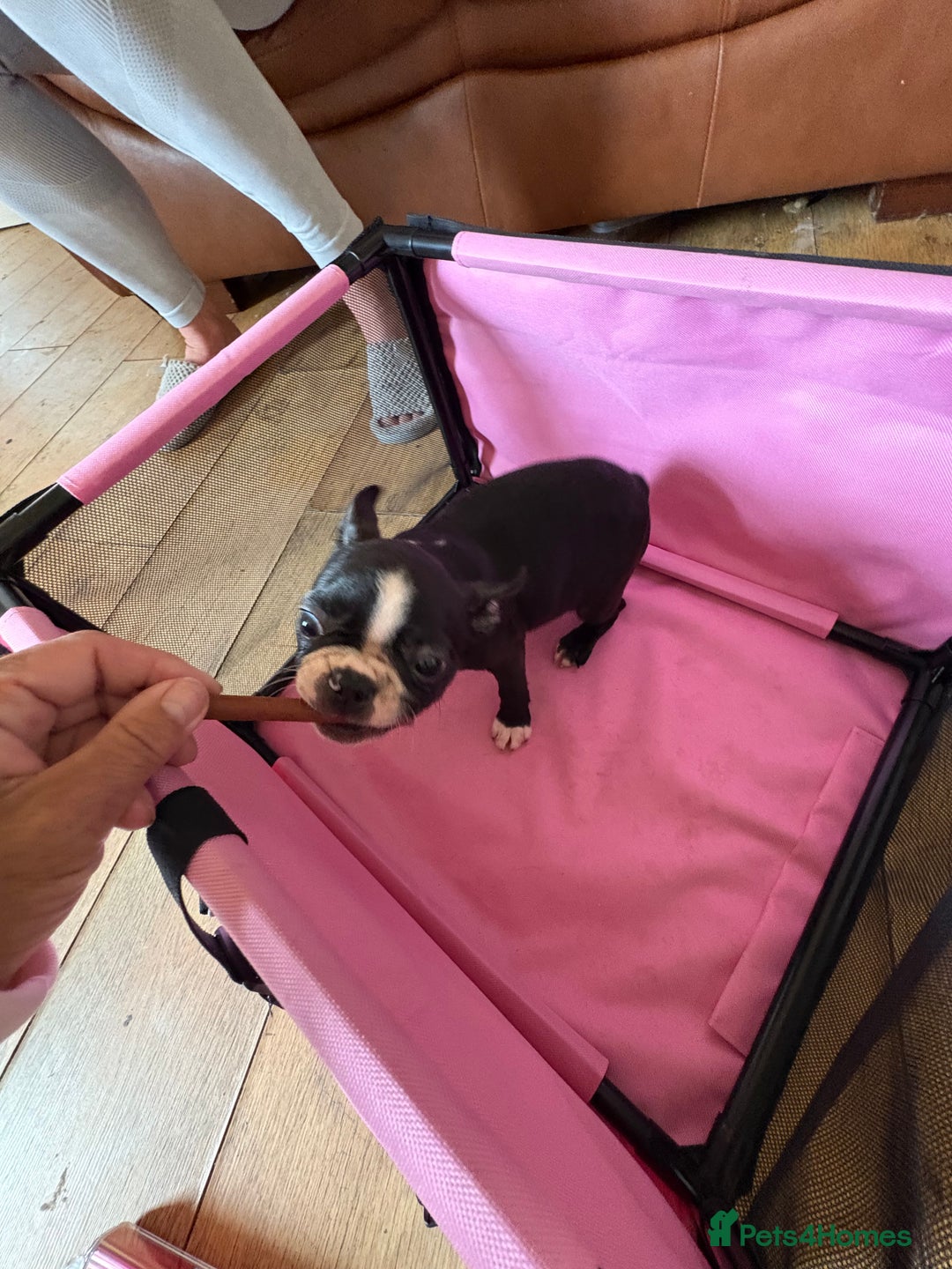 Boston Terrier dogs for sale: 🩷BOSTON TERRIER PUPPIES🩷 - Image 15