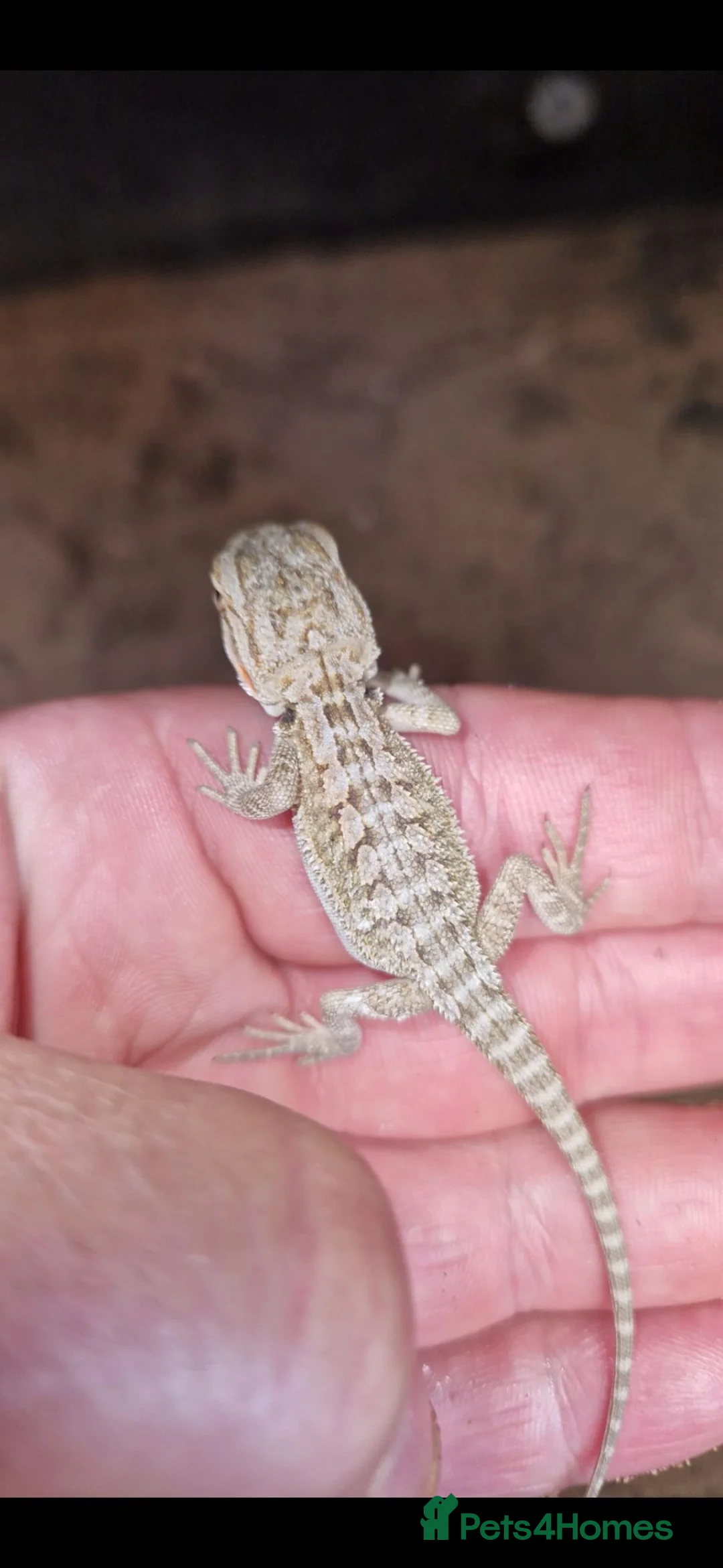 Bearded Dragon reptiles for sale: Bearded dragons - Advert 2
